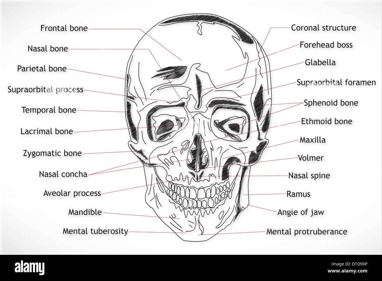 La structure du crâne humain Banque D'Images