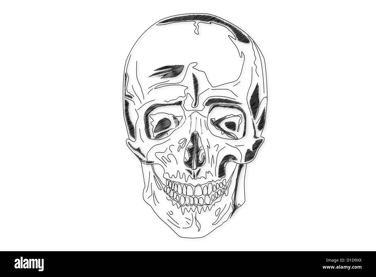 La structure du crâne humain Banque D'Images