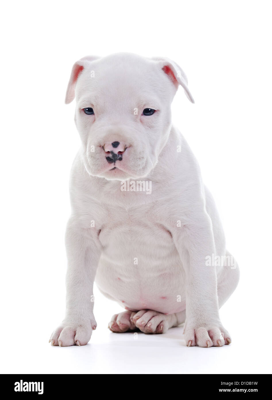 American Staffordshire Terrier Dog Puppy sitting, Vertical shot Banque D'Images