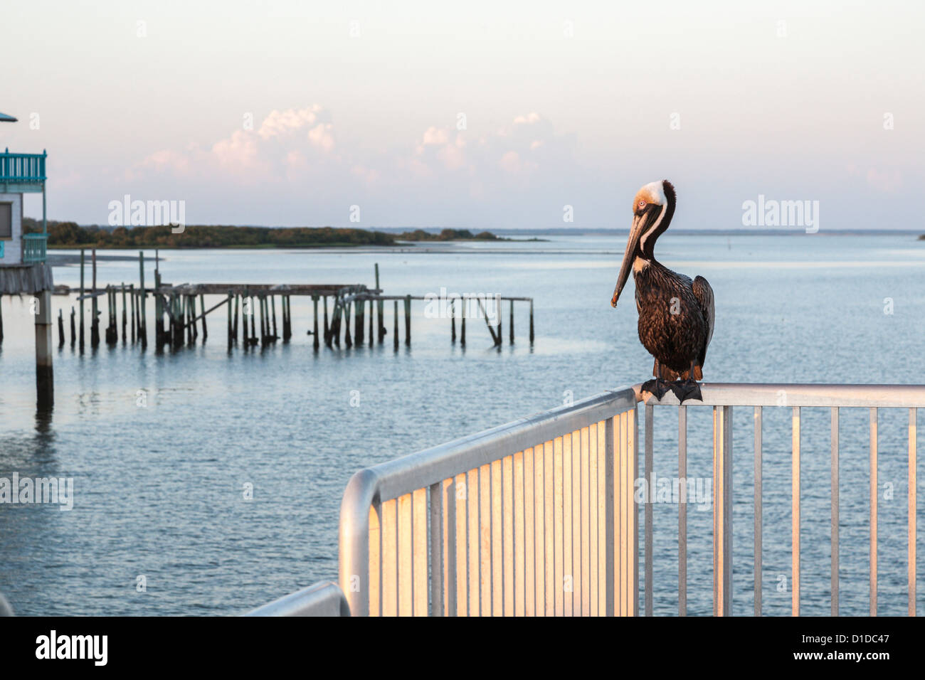Pélican brun perché sur la Balustrade en acier inoxydable de la jetée de pêche sur le golfe du Mexique à Cedar Key, Floride Banque D'Images