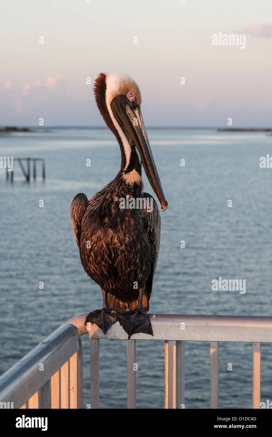 Pélican brun perché sur la Balustrade en acier inoxydable de la jetée de pêche sur le golfe du Mexique à Cedar Key, Floride Banque D'Images