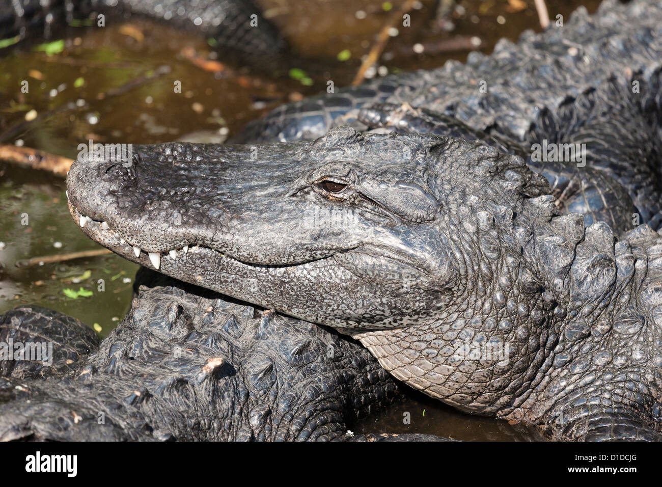 Alligators Alligator mississippiensis (américain) sur l'affichage à l'Alligator Farm St Augustine en Floride Parc Zoologie Banque D'Images Alligators Alligator mississippiensis (américain) sur l'affichage à l'Alligator Farm St Augustine en Floride Parc Zoologie Banque D'Images