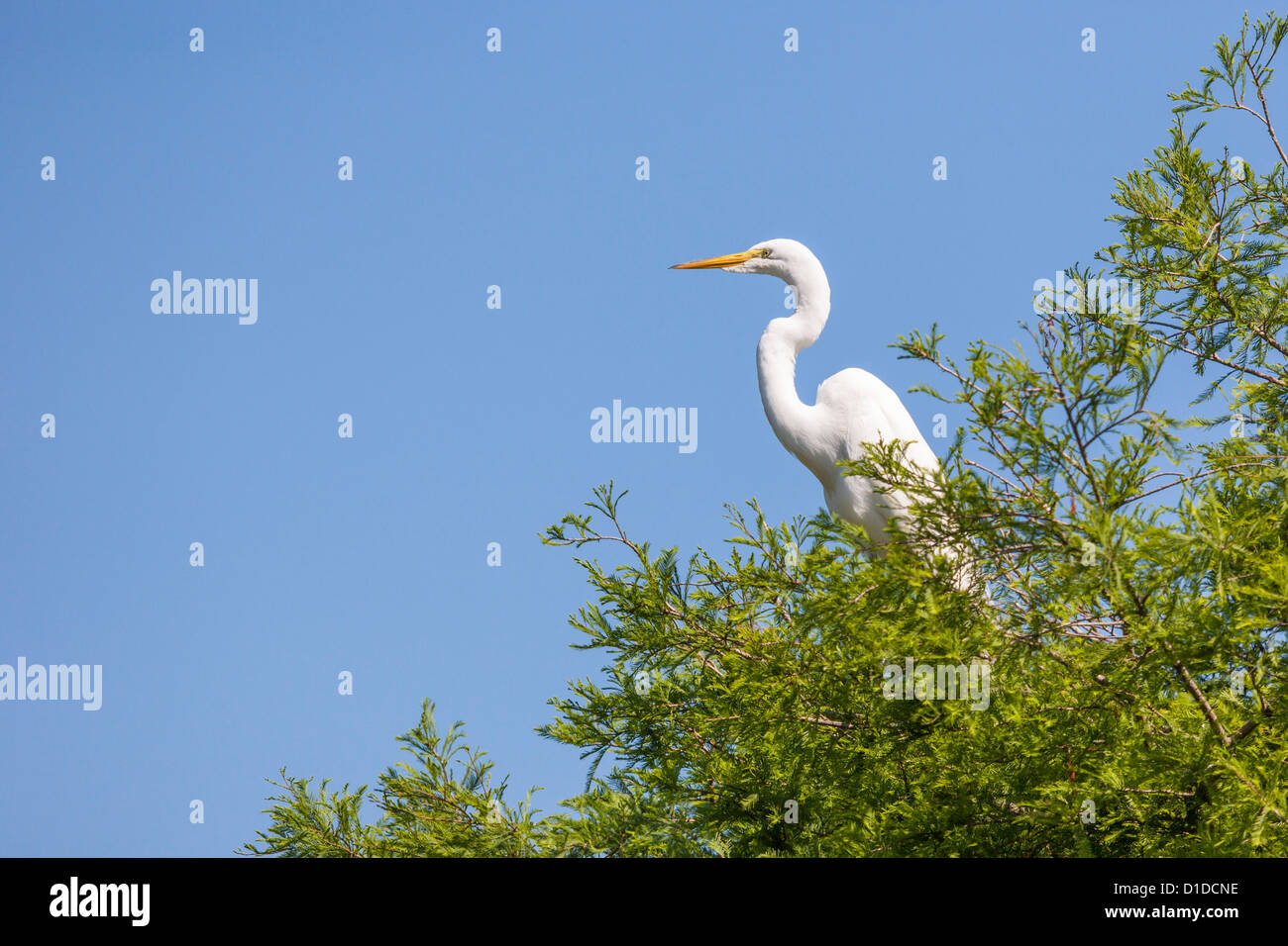 Grande Aigrette (Ardea alba) héron blanc perché en haut de l'arbre à St Augustine Alligator Farm Zoological Park rookery en Floride Banque D'Images