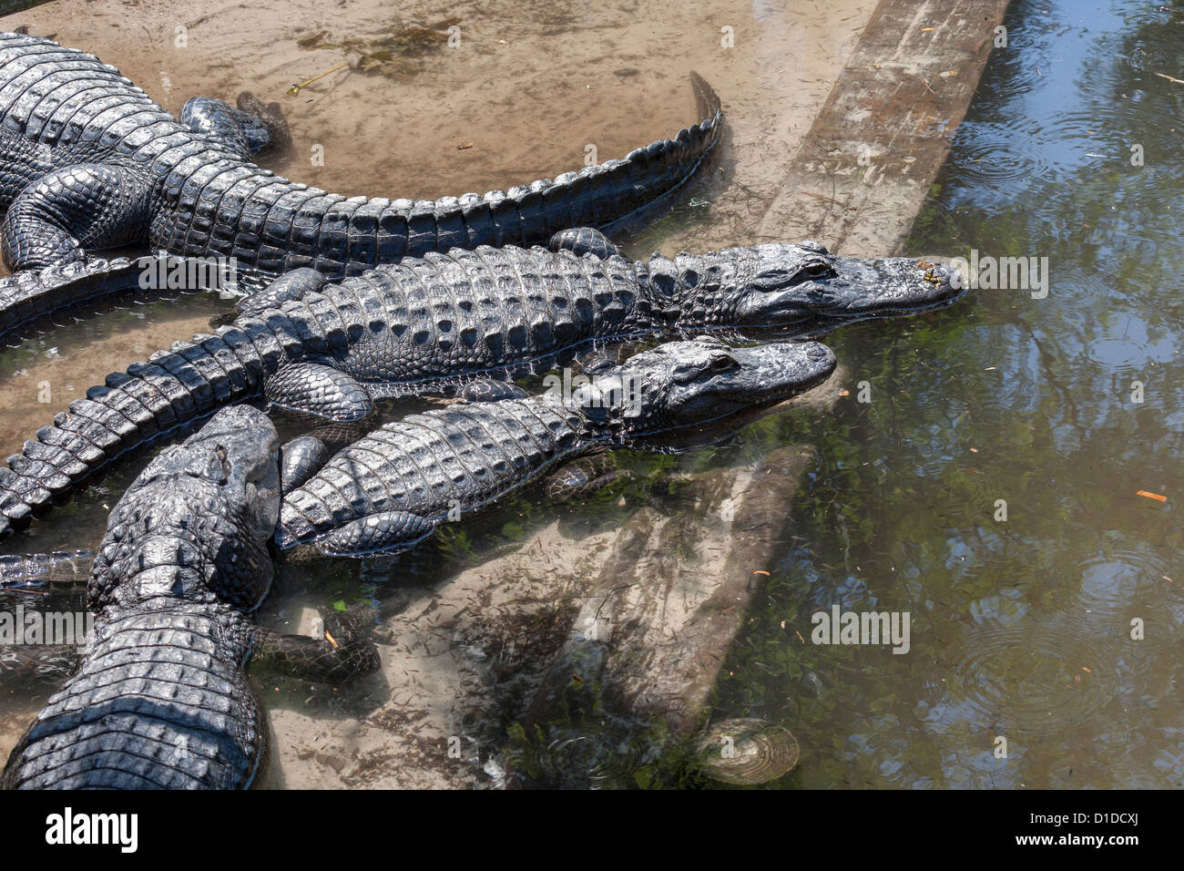 Alligators Alligator mississippiensis (américain) sur l'affichage à l'Alligator Farm St Augustine en Floride Parc Zoologie Banque D'Images Alligators Alligator mississippiensis (américain) sur l'affichage à l'Alligator Farm St Augustine en Floride Parc Zoologie Banque D'Images