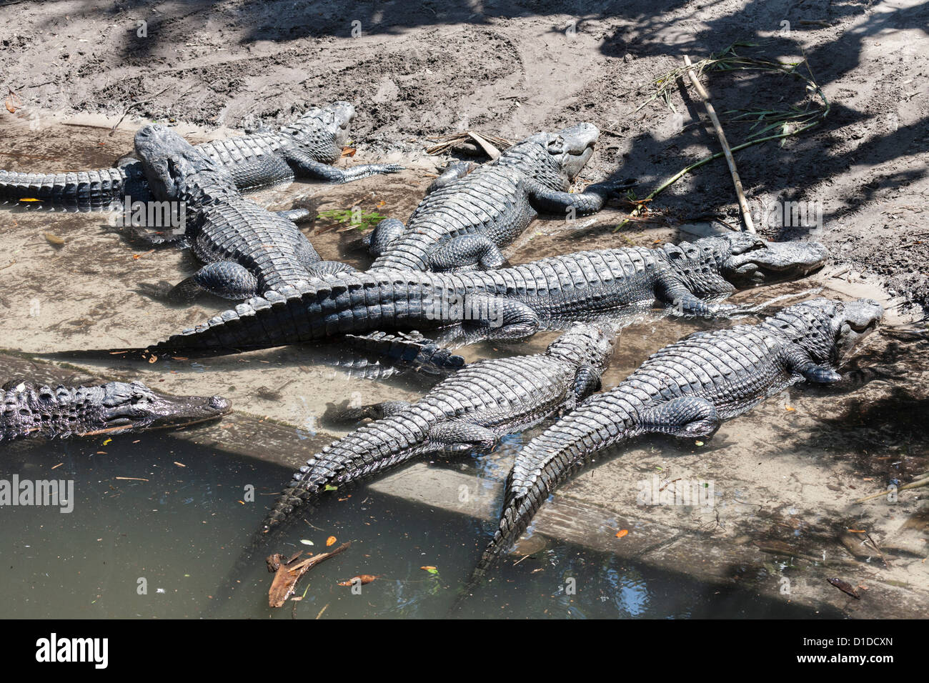 Alligators Alligator mississippiensis (américain) sur l'affichage à l'Alligator Farm St Augustine en Floride Parc Zoologie Banque D'Images Alligators Alligator mississippiensis (américain) sur l'affichage à l'Alligator Farm St Augustine en Floride Parc Zoologie Banque D'Images