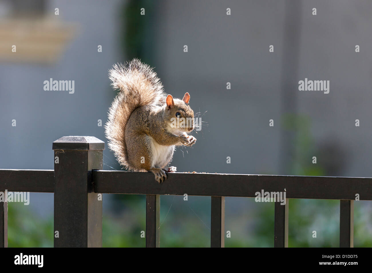 Éclairé par led écureuil gris (Sciurus carolinensis) assis sur la clôture de fer de fonte. Banque D'Images