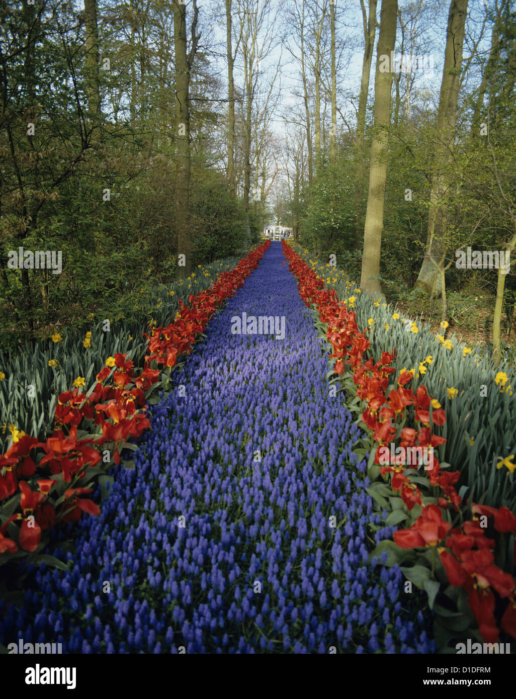 Rangées de tulipes sur le jardin de Keukenhof, le plus grand jardin fleuri situé près de Lisse, Pays-Bas, Europe Banque D'Images