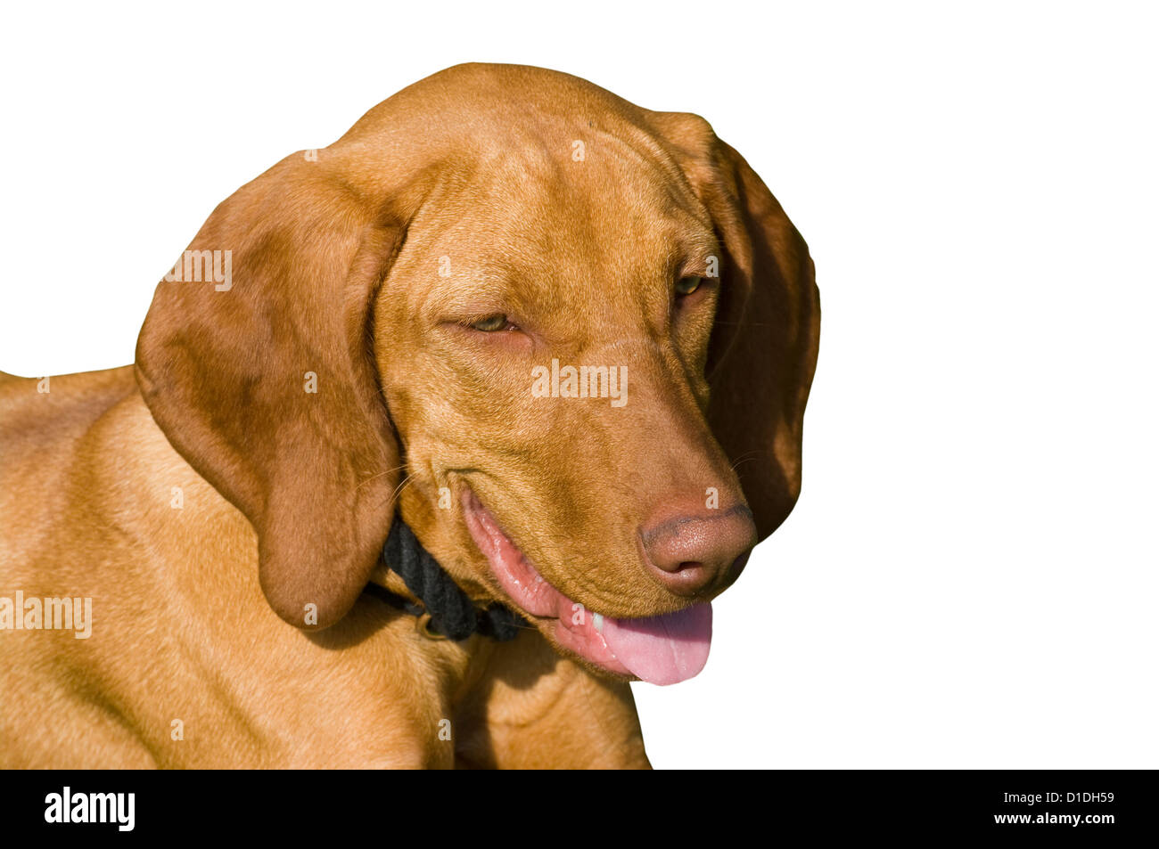 Chien brun haletant avec sa langue Banque D'Images