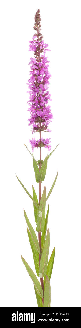 Seule la salicaire (Lythrum salicaria) on white Banque D'Images