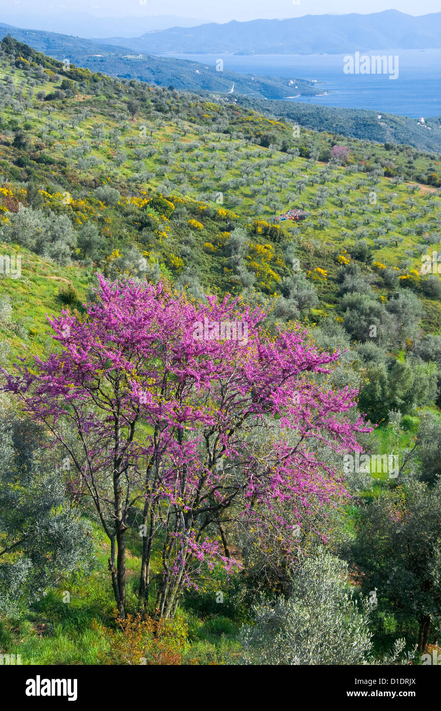 Paysage de printemps avec la floraison (arbre de Judée, Cercis siliquastrum) Banque D'Images