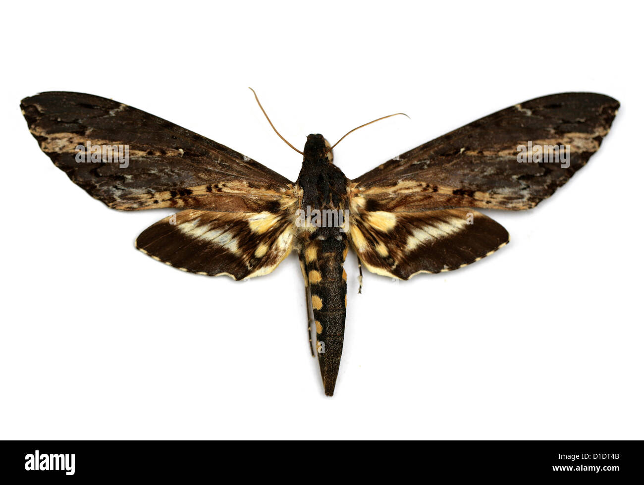 Cluentius Sphinx Hawk-moth, Neococytius cluentius, Sphingidae. Le nord de l'Amérique du Sud, Amérique Centrale, Mexique et Caraïbes Banque D'Images