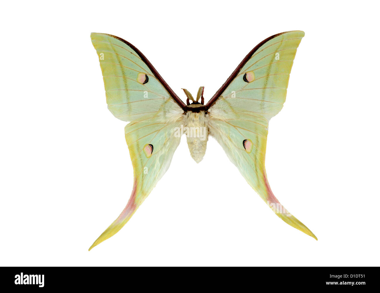 Papillon de lune indienne ou indien Luna Moth, Actias selene, Saturniidae. Au Japon, l'Inde et l'Asie du sud de Sumatra et de Bornéo. Découpe. Banque D'Images