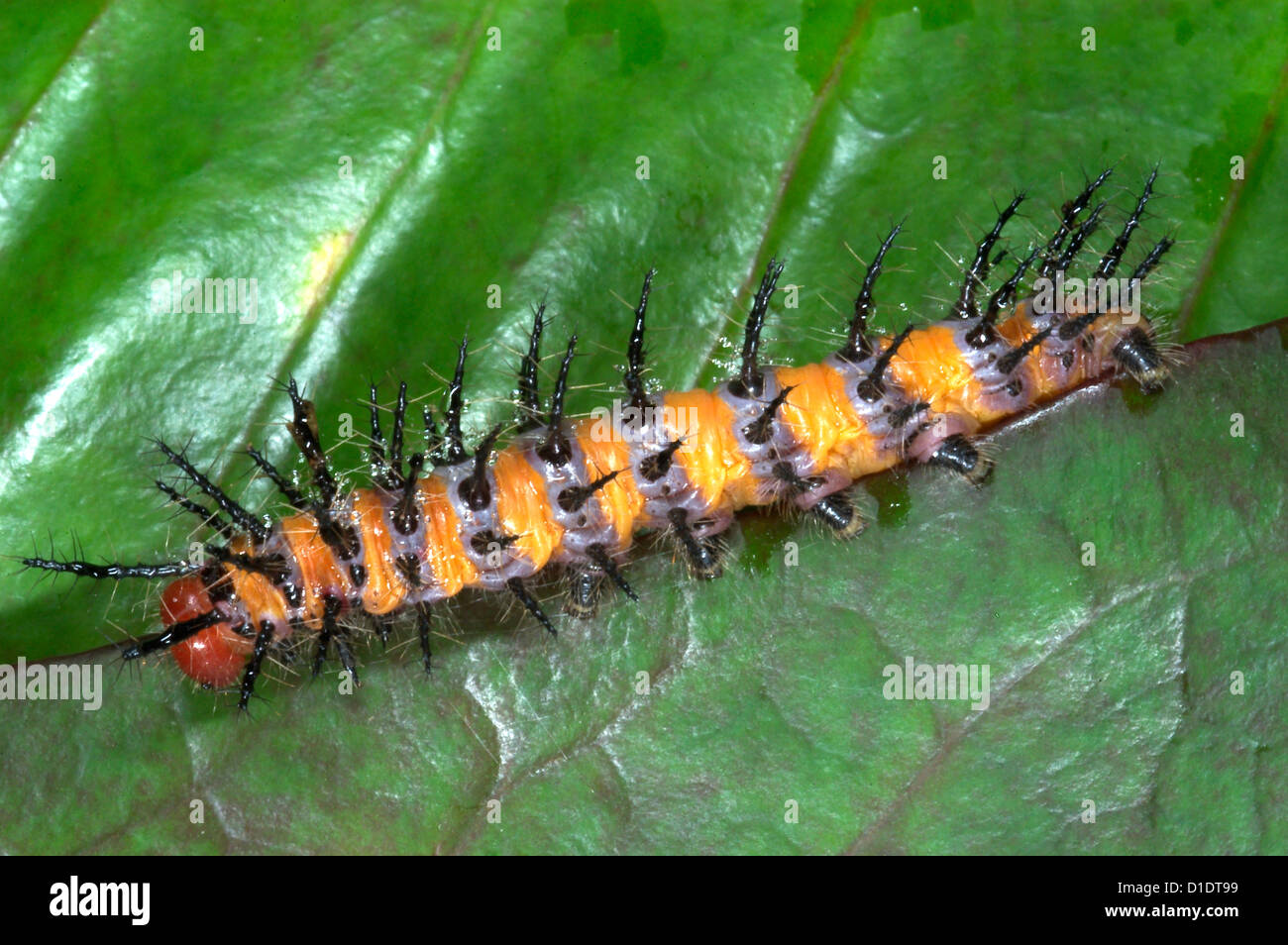 Tortue à Caterpillar, probablement une espèce de glasswing butterfly dans le genre Acraea Banque D'Images