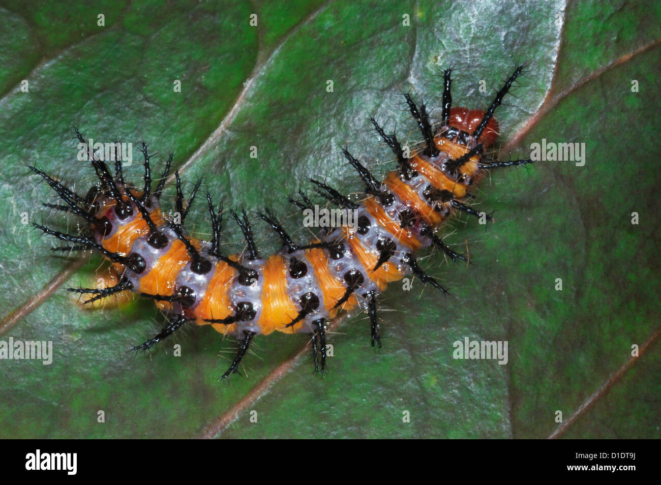 Tortue à Caterpillar, probablement une espèce de glasswing butterfly dans le genre Acraea Banque D'Images