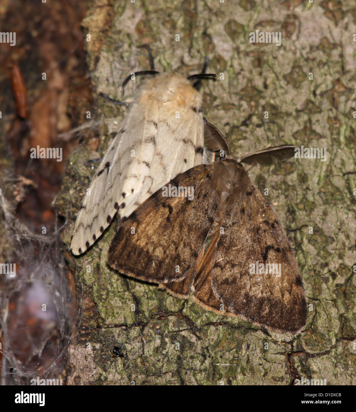 Paire de spongieuse Banque D'Images