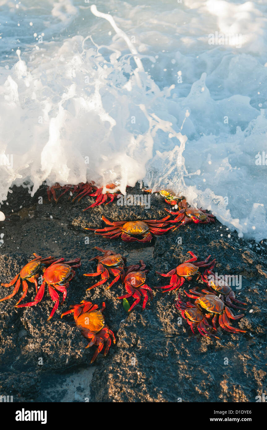 Sally Lightfoot crabes (Grapsus grapsus) en surf, îles Galapagos, Equateur Banque D'Images