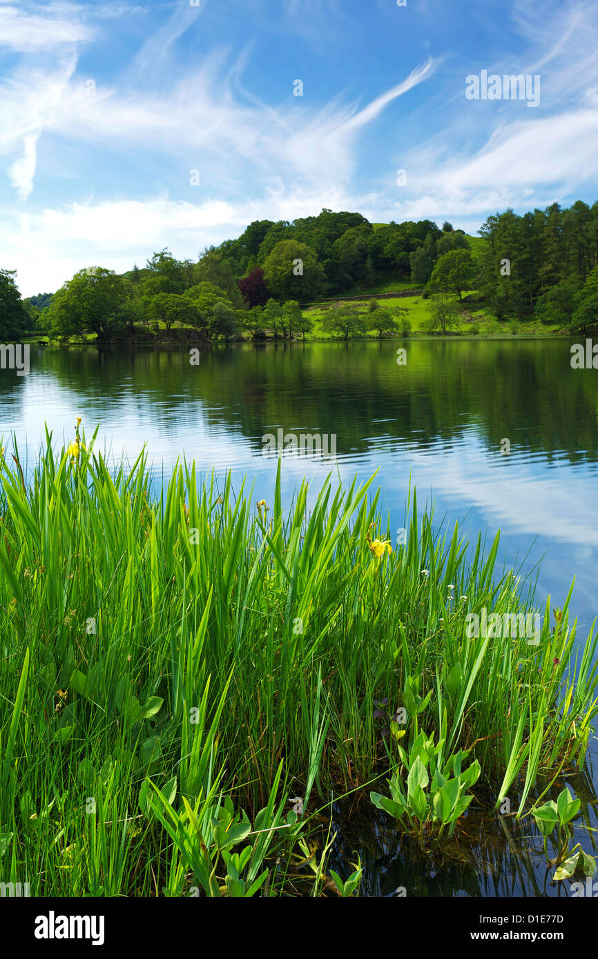 Loughrigg Tarn, Parc National de Lake District, Cumbria, Angleterre, Royaume-Uni, Europe Banque D'Images