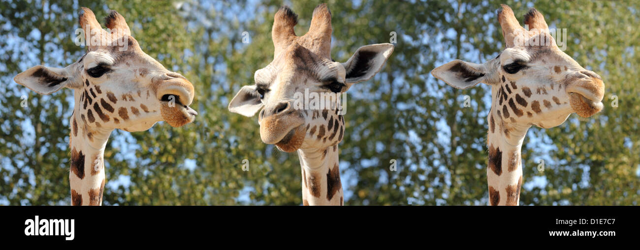 Espèce de girafe a neuf sous-espèces, en captivité, Royaume-Uni, Europe Banque D'Images