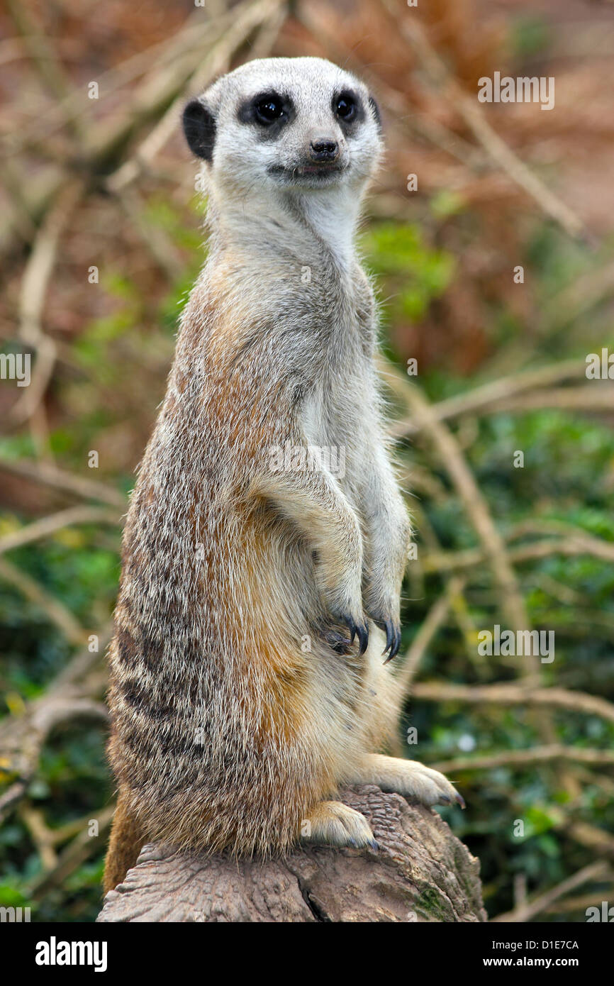 Meerkat (Suricata suricatta). Un petit mammifère appartenant à la famille des mangoustes, en captivité, Royaume-Uni, Europe Banque D'Images