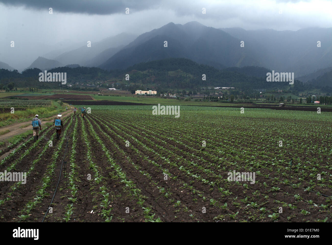 Vue d'une vallée agricole près de Constanza, République dominicaine, Amérique Centrale Banque D'Images