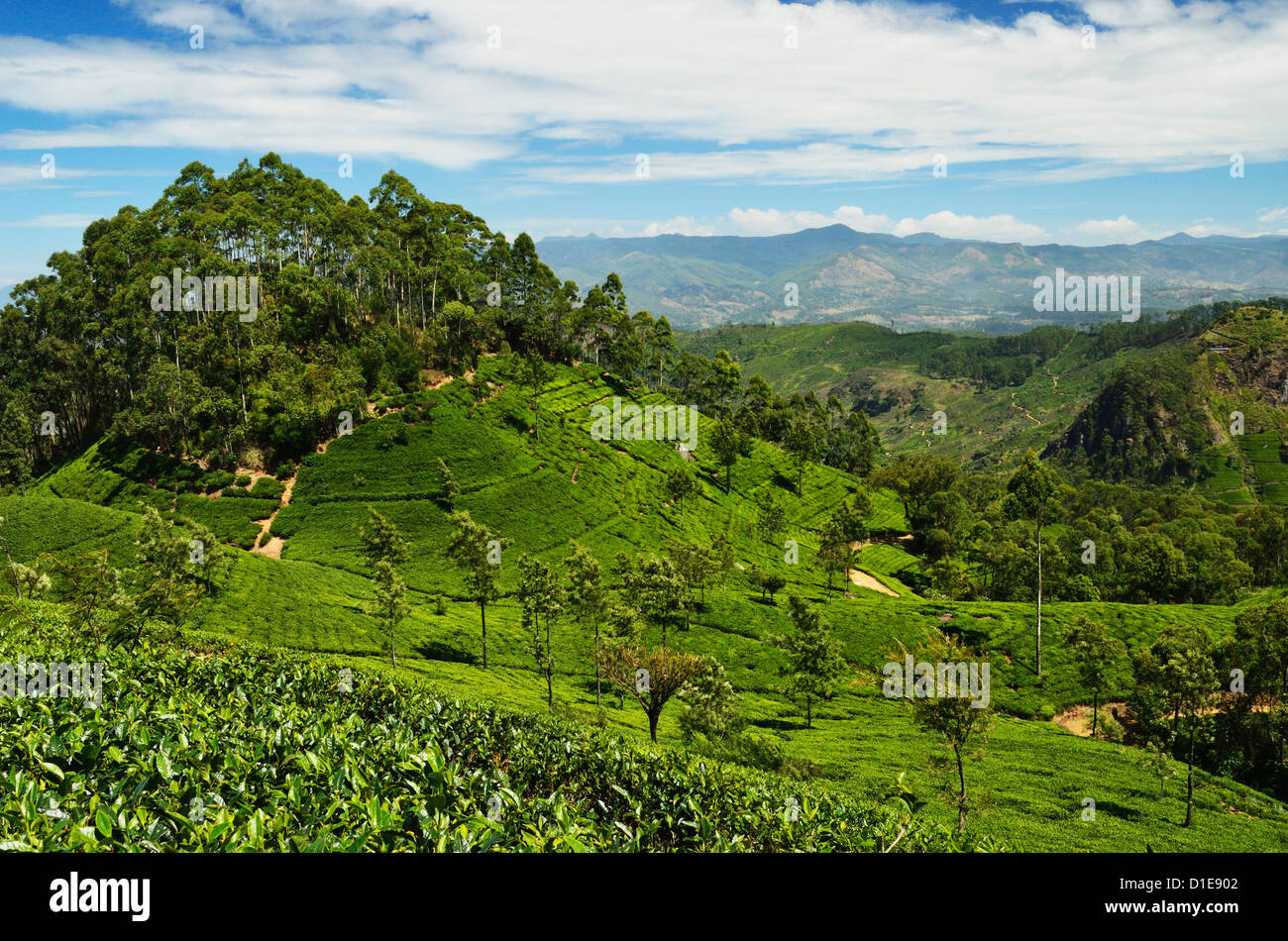 Voir des plantations de thé Lipton du siège conducteur, Haputale, Sri Lanka, Asie Banque D'Images