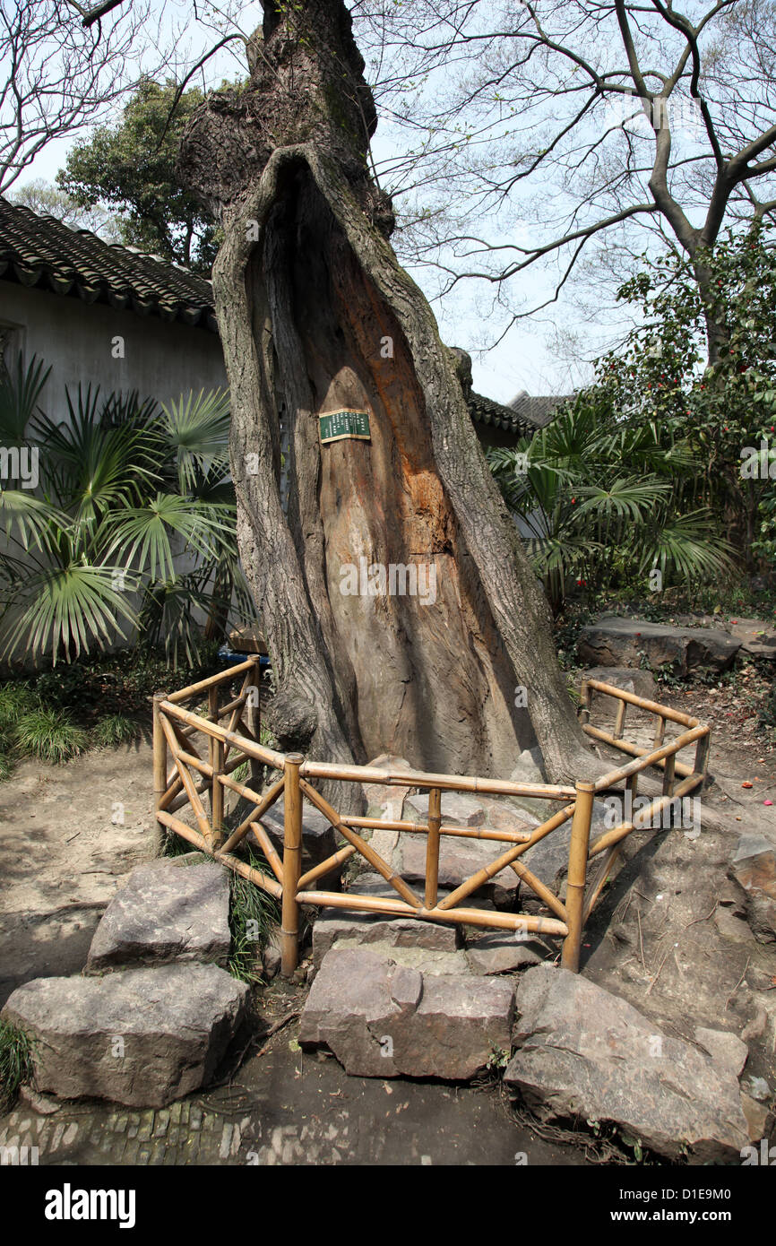 C'est une photo d'un très vieil arbre dans un temple avec l'écorce du tronc c'est ouvert. Il est protégé par une porte en bambou de bois. Banque D'Images