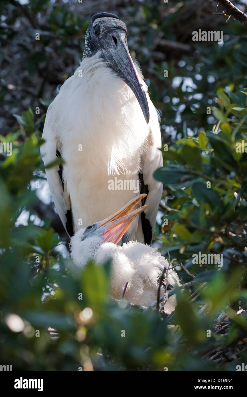 Wood Stork (Mycteria americana) avec les poussins sur son nid à St Augustine Alligator Farm Zoological Park à Saint Augustine, FL Banque D'Images