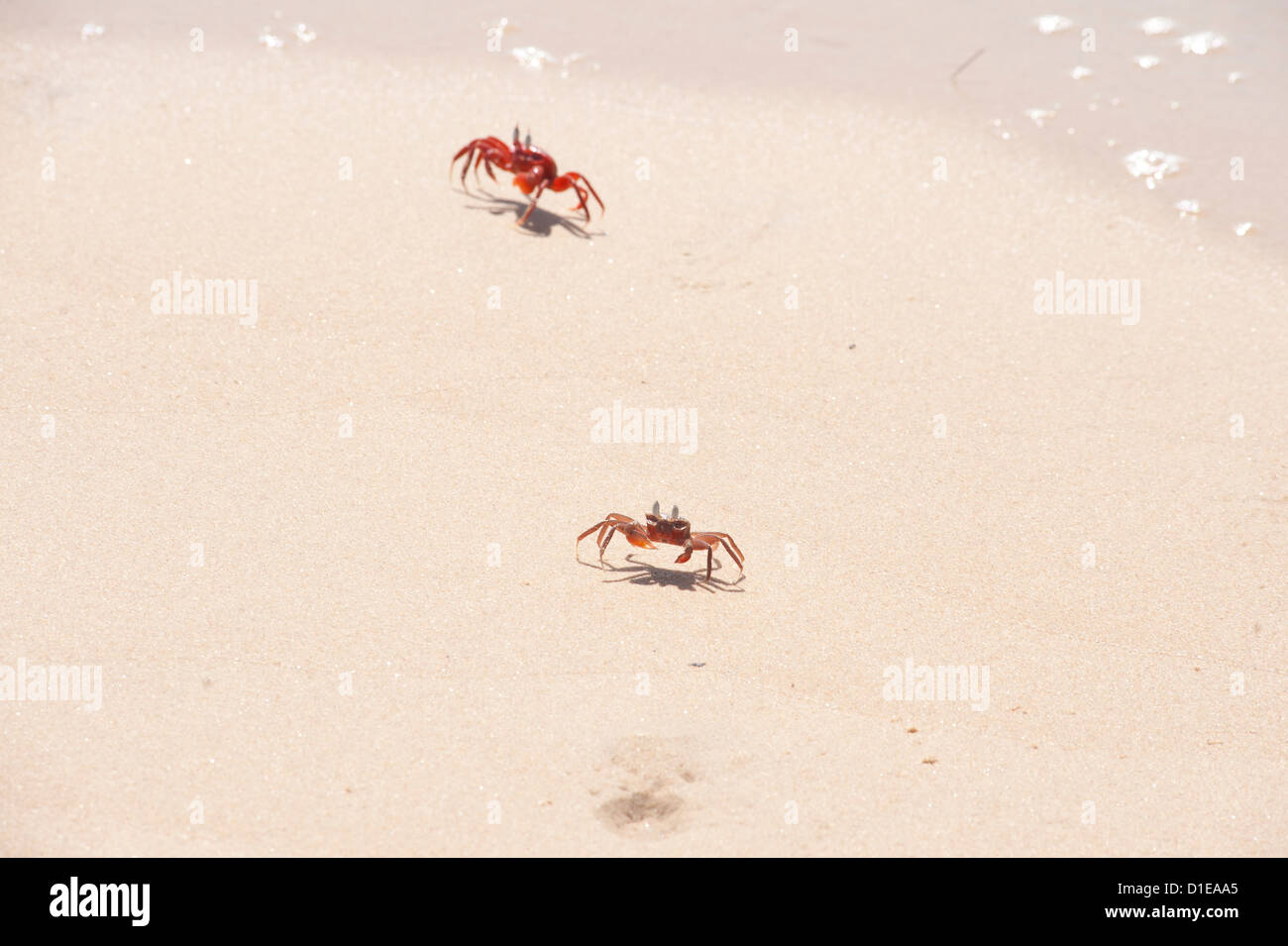 Les crabes rouges, unique à Odisha, fonctionnant sur une plage de sable, Astiranga, Odisha, Orissa, Inde, Asie Banque D'Images