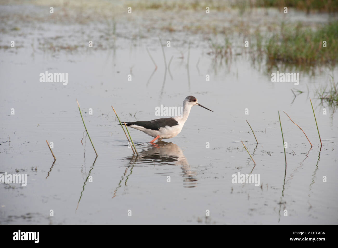 Black winged stilt de patauger dans l'eau des terres humides peu profondes au bord de lac Chilika, Orissa, Inde, Asie Banque D'Images