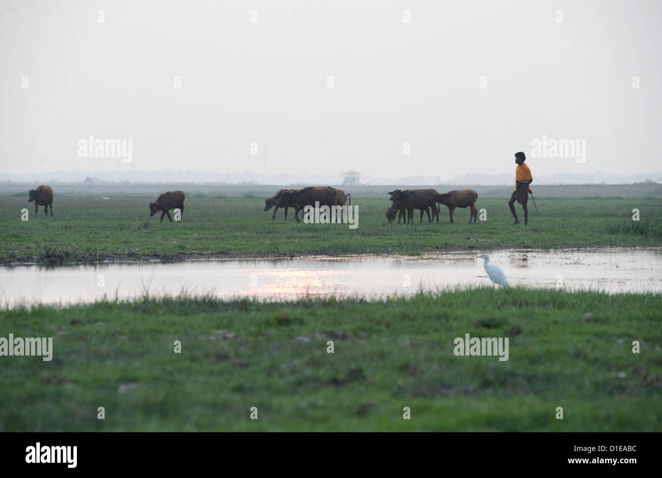 Bouvier portant en bétail à la brunante, ibis blanc au premier plan, les zones humides autour du lac Chilika, Orissa, Inde, Asie Banque D'Images