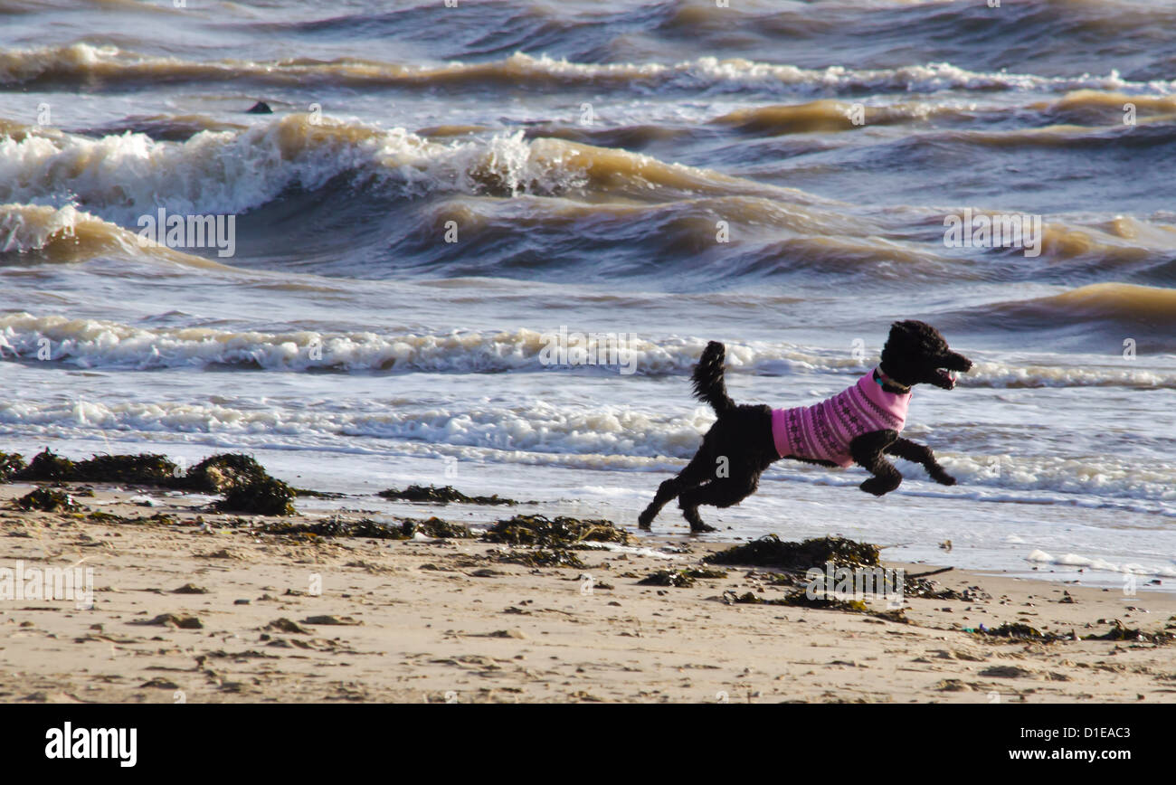 Chien qui court dans la mer Banque D'Images