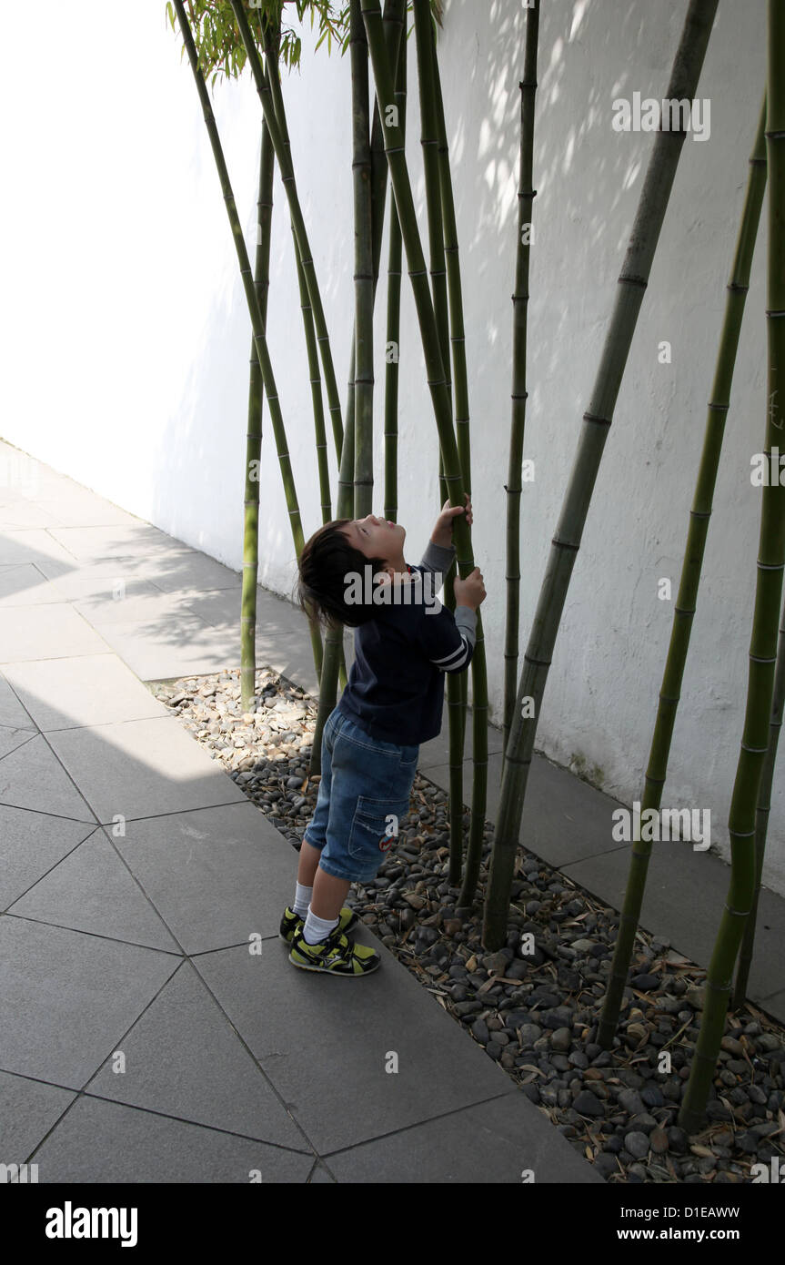 C'est une photo de petit garçon chinois qui ont l'air jusqu'à l'arbre de bambou qu'il occupe. C'est dans un musée en Chine Temple Banque D'Images