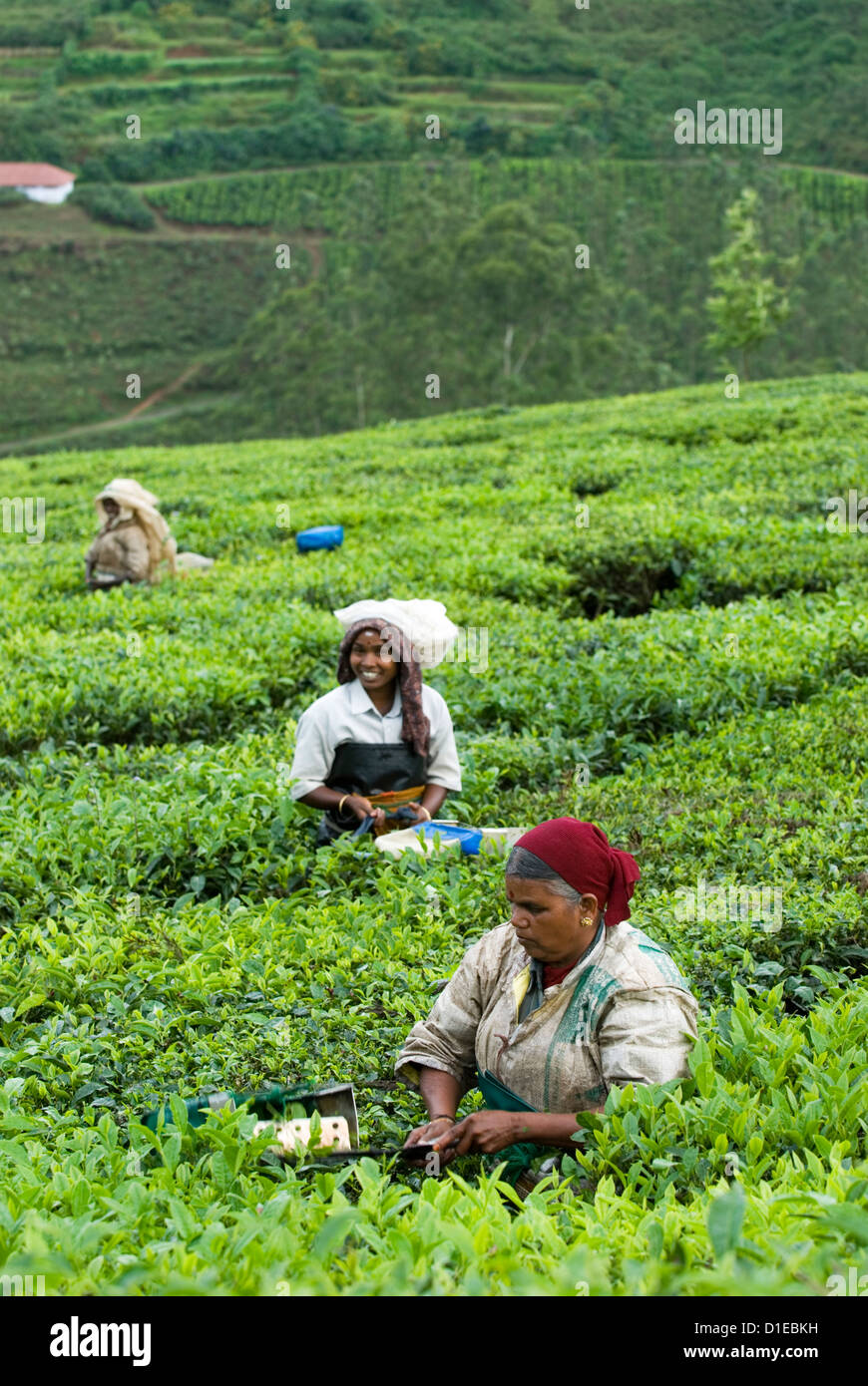 Prendre le thé sur une plantation de thé, près de Munnar, Kerala, Inde, Asie Banque D'Images