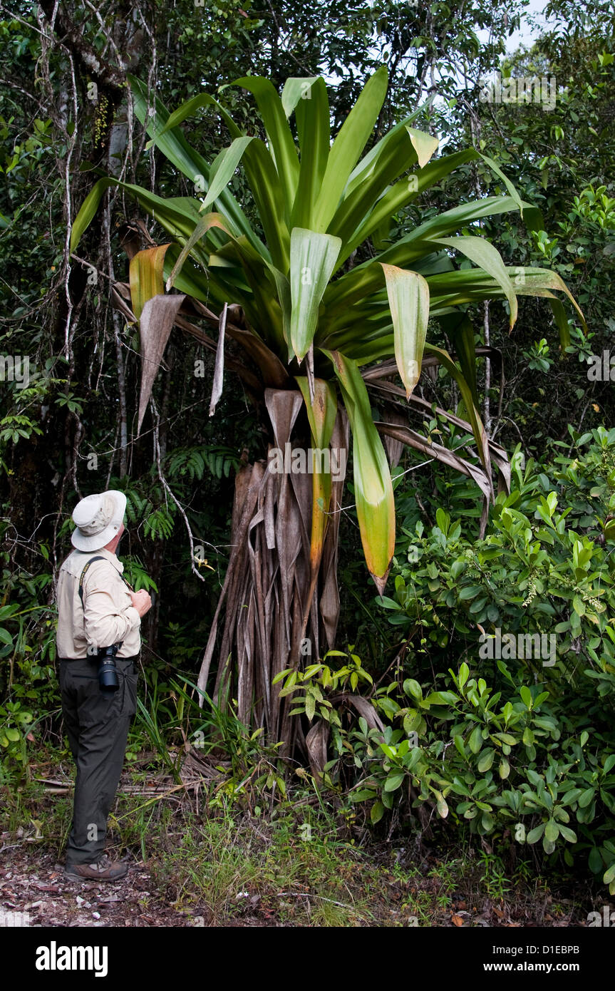 Réservoir géant (broméliacées Brocchinia micrantha) avec les droits sur-looker pour échelle, Kaieteur National Park, au Guyana, en Amérique du Sud Banque D'Images