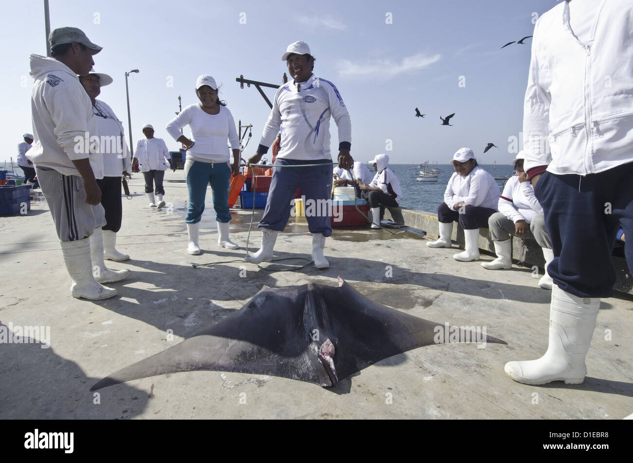 Mobula péruvienne dans les captures de la pêche artisanale au Pérou, les pêches sont bien financés par le gouvernement du Pérou, Pérou Banque D'Images