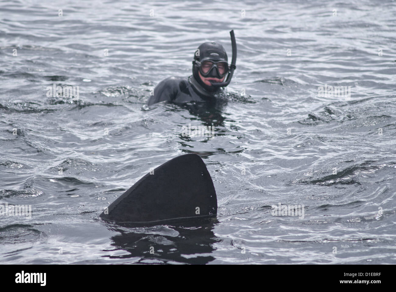 Approché par plongeur requin pèlerin (Cetorhinus maximus), Hébrides, Ecosse, Royaume-Uni, Europe Banque D'Images