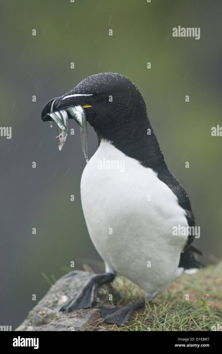 Petit pingouin (Alca torda), Lunga, Hébrides intérieures, Ecosse, Royaume-Uni, Europe Banque D'Images