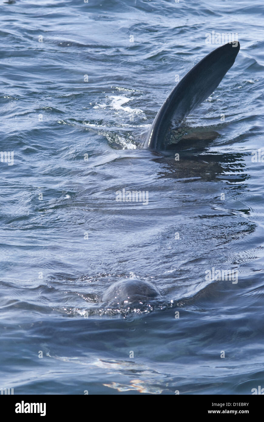 Les nageoires dorsales à la surface, signes du géant requin pèlerin (Cetorhinus maximus), Coll, Hébrides intérieures, Ecosse Banque D'Images