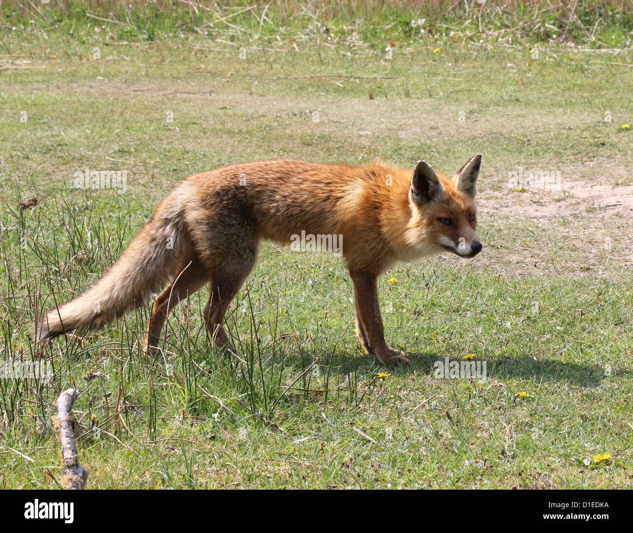 European red fox (Vulpes vulpes) la chasse en été Banque D'Images