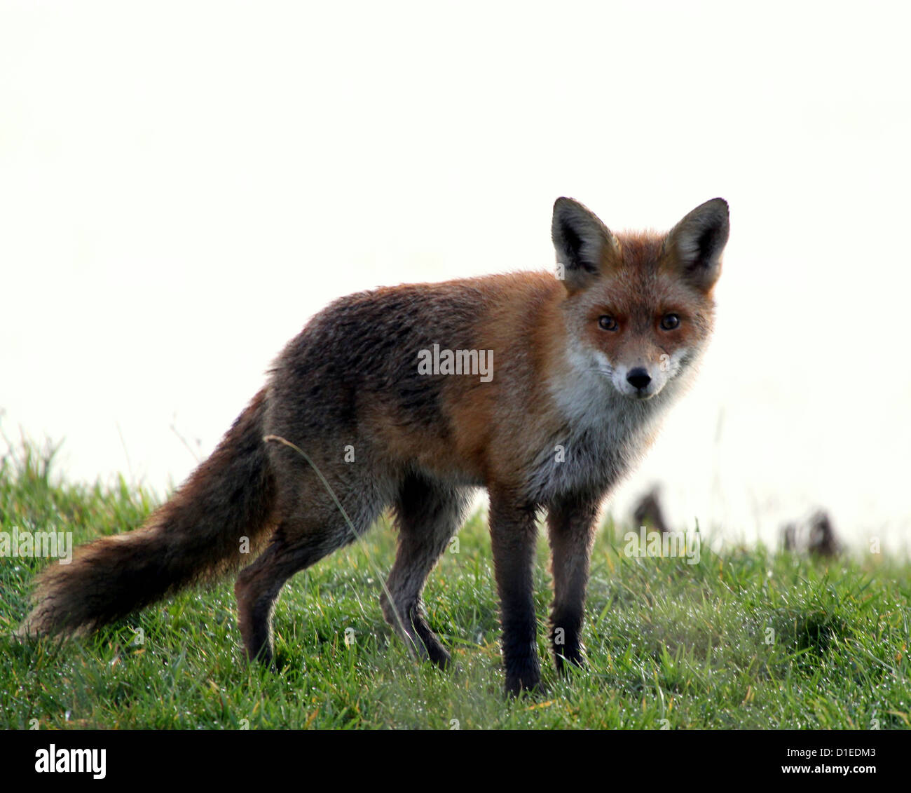 L'alerte red fox (Vulpes vulpes) en milieu naturel, low point de vue Banque D'Images