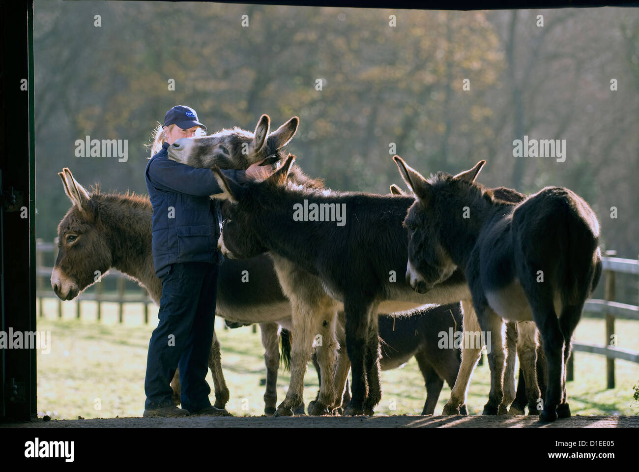 Un travailleur de la RSPCA Donkey Sanctuary, Surrey, UK. Banque D'Images