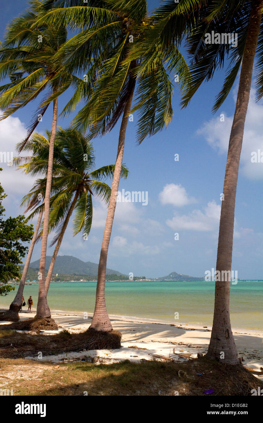 Plage avec des palmiers et le golfe de Thaïlande sur l'île de Ko Samui, Thaïlande. Banque D'Images