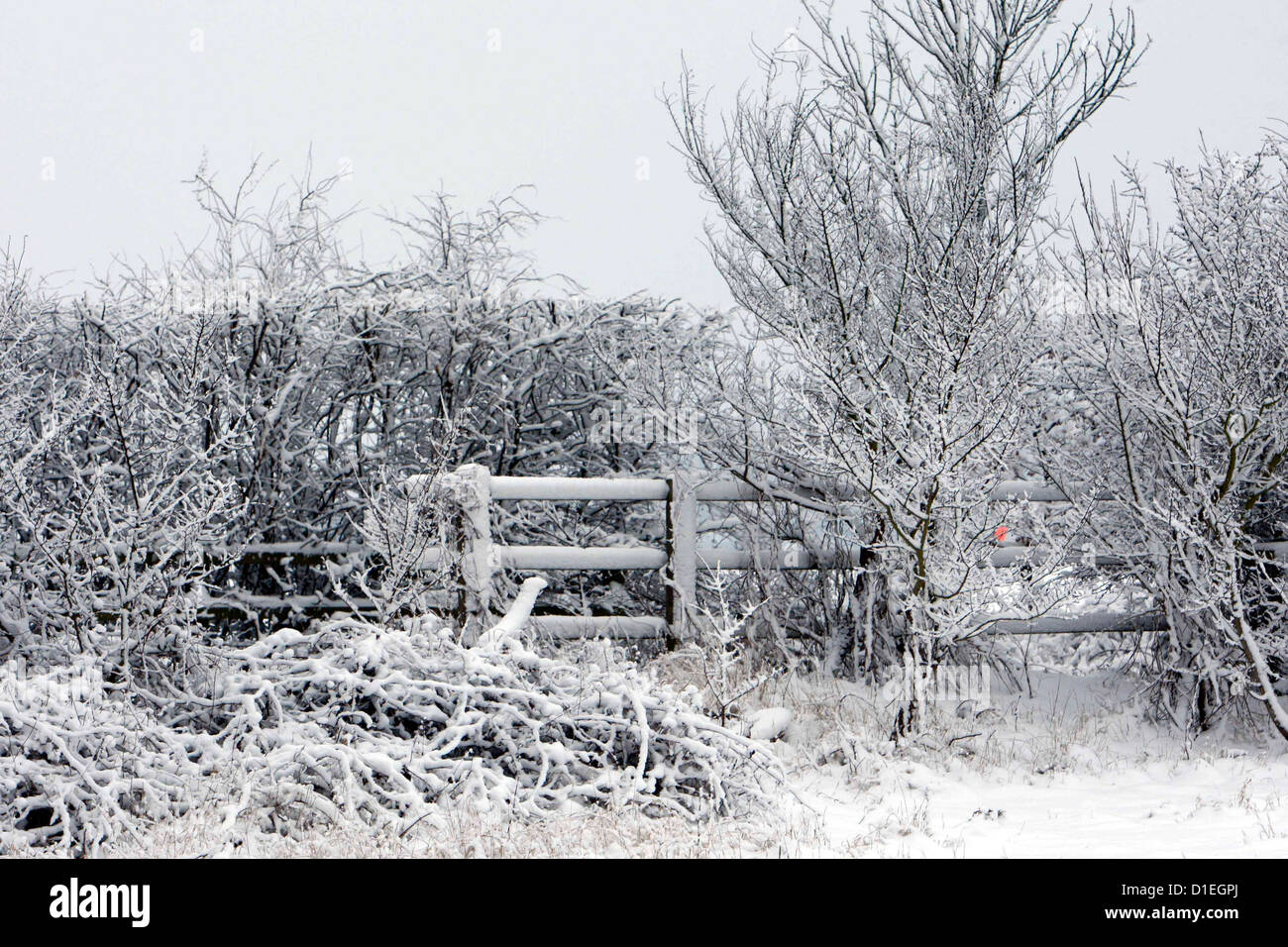 Snow pictur prises dans Essex Crédit côté James Galvin Banque D'Images
