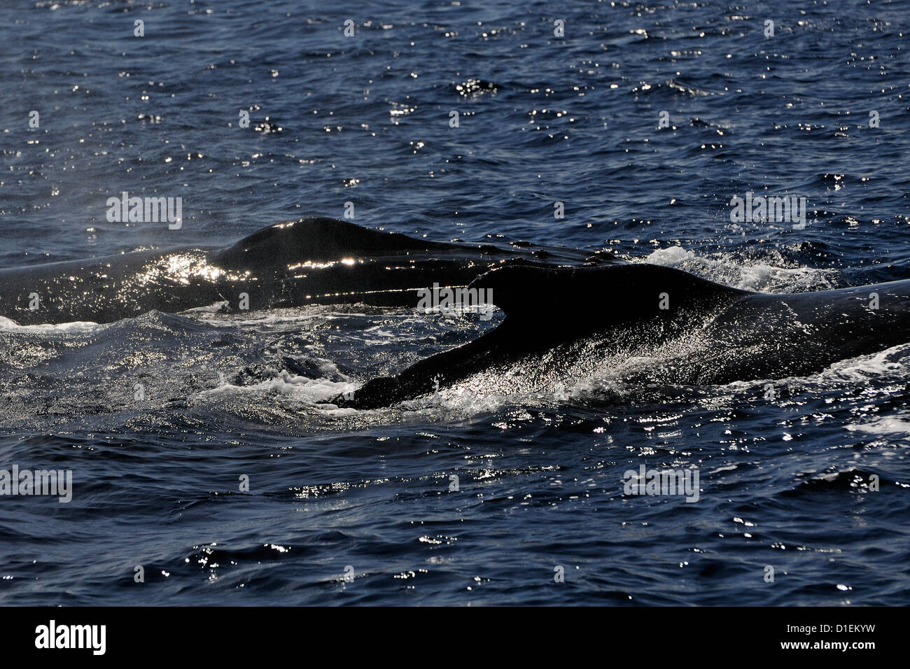 Les baleines mâles à la surface à côté d'un yacht de croisière, l'un des 4 (ou plus) les baleines mâles qui étaient apparemment en compétition pour une femelle. Tonga Banque D'Images