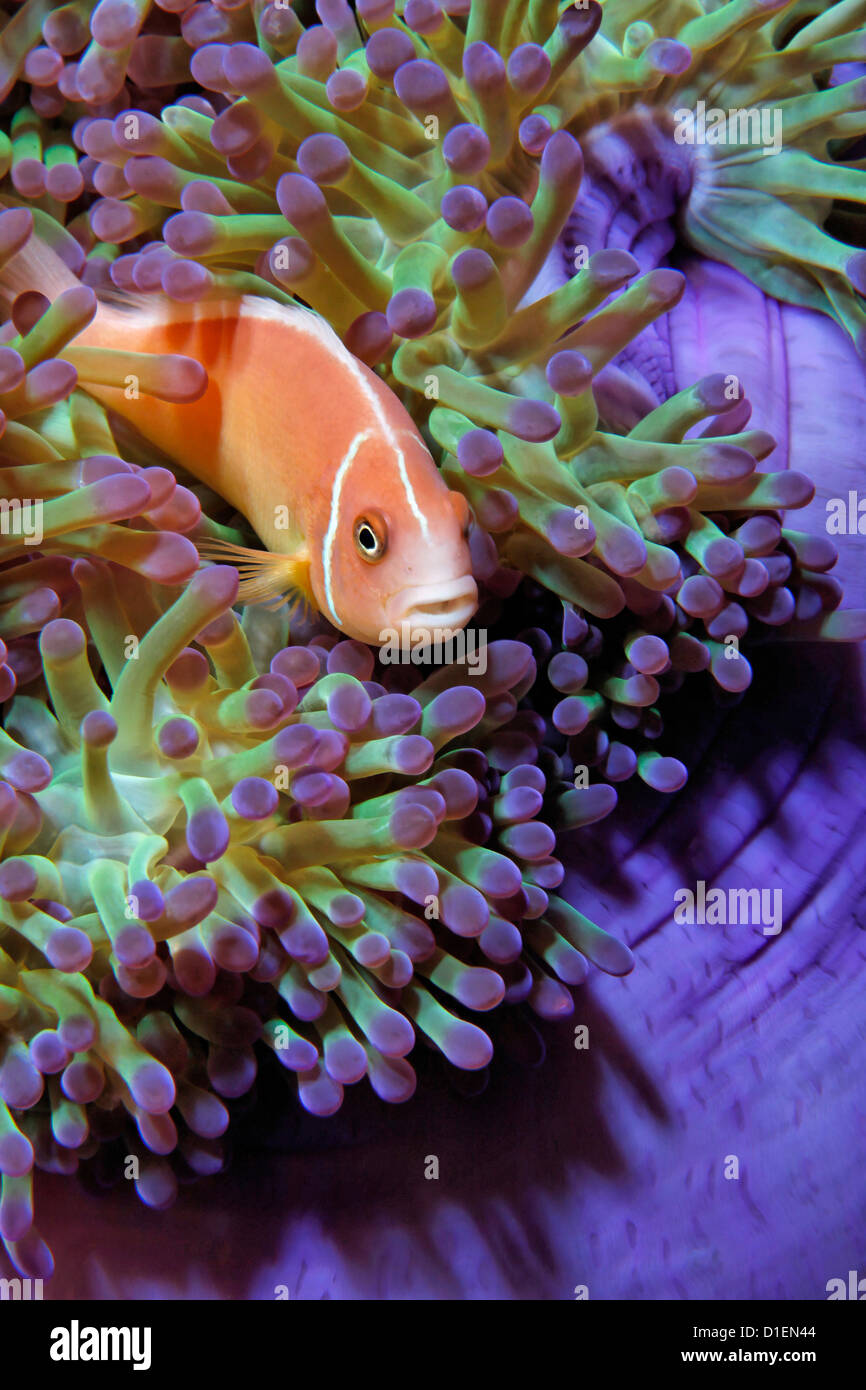 Poisson Clown (Amphiprion perideraion rose) dans près de l'anémone, père des récifs, la mer de Bismark, Papouasie-Nouvelle-Guineaunderwater shot Banque D'Images