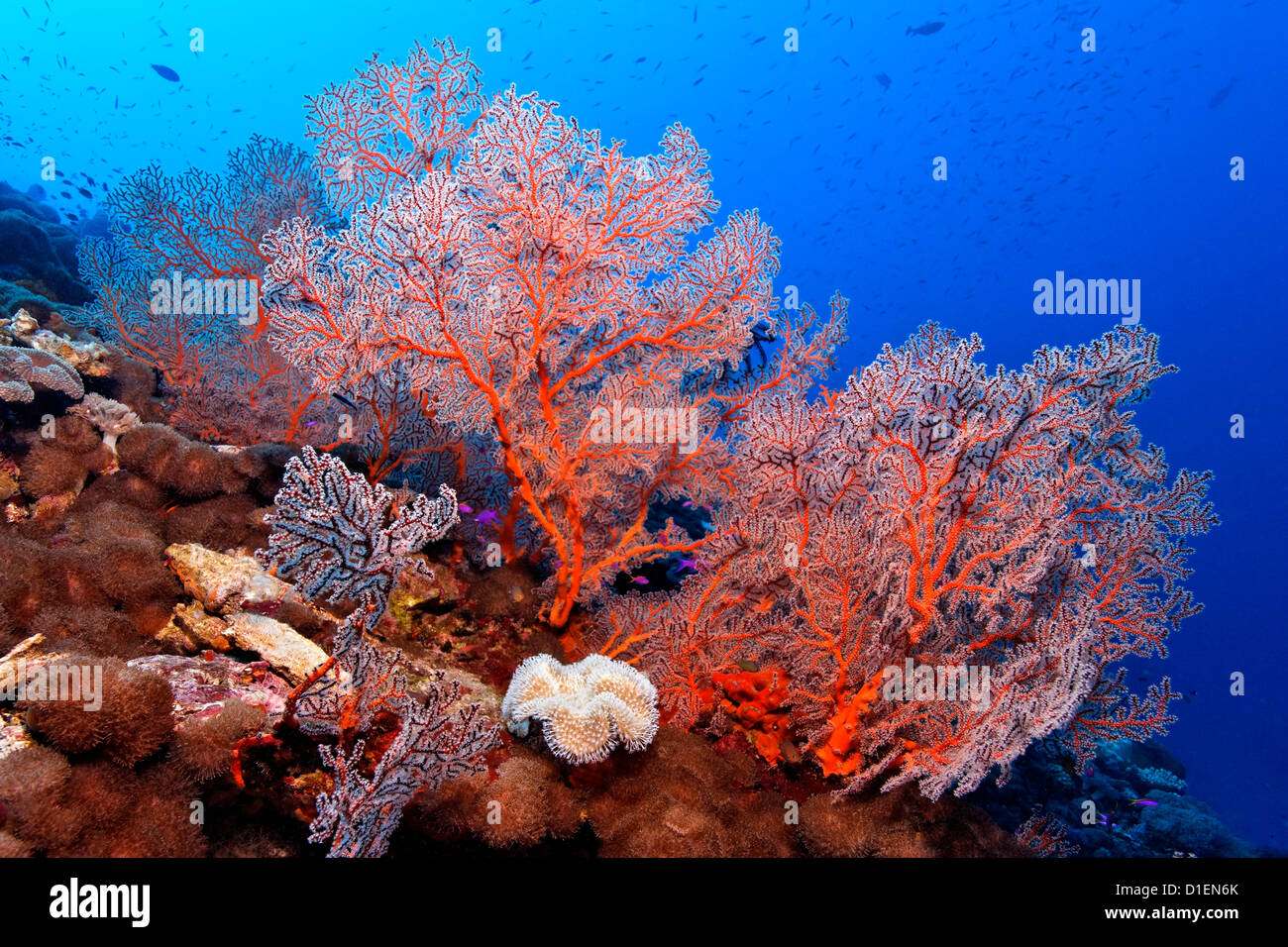 Gorgones noués (Melithaea ochracea), près de père des récifs, la mer de Bismark, la Papouasie-Nouvelle-Guinée, underwater Banque D'Images