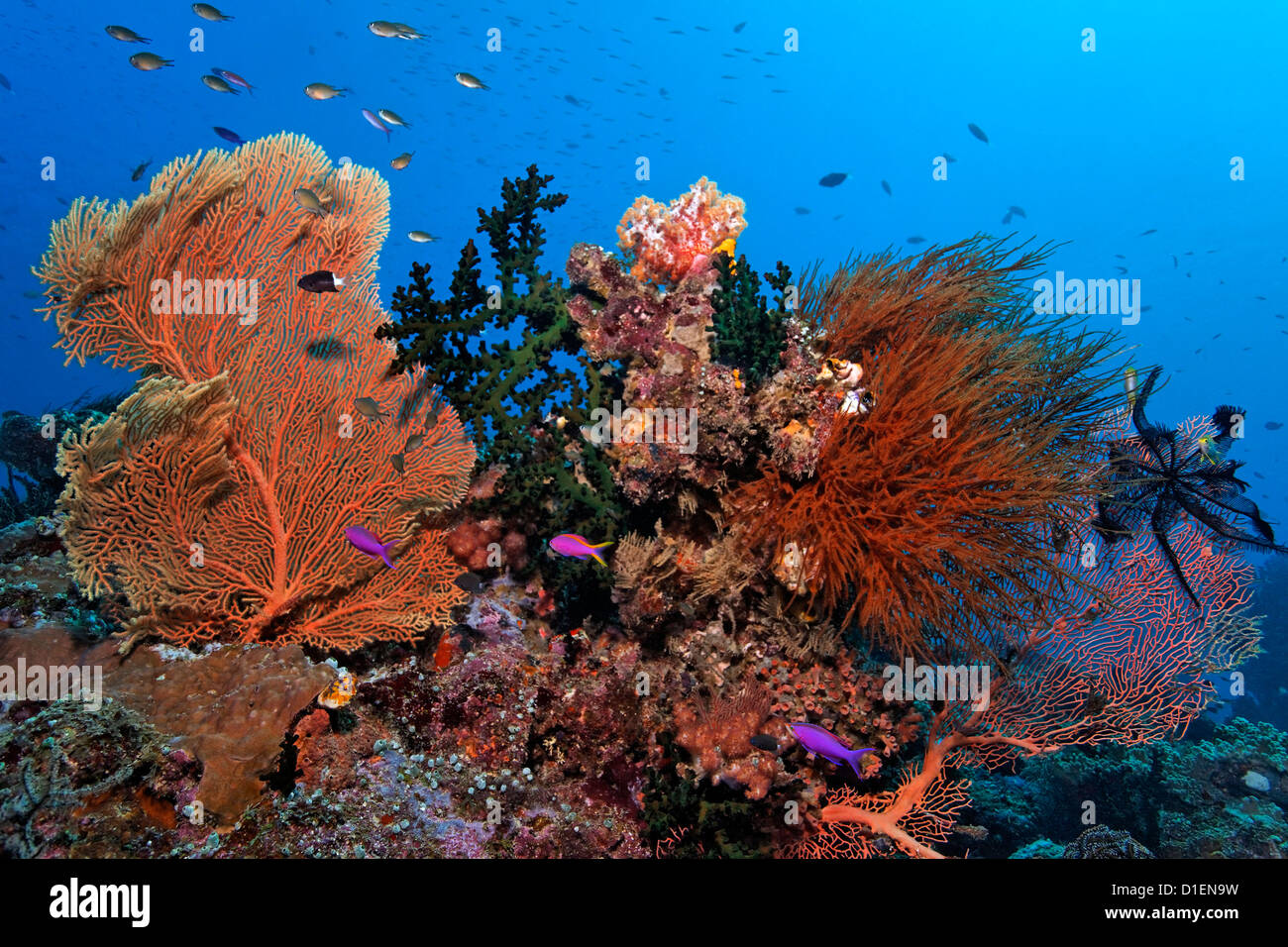 Paysage avec différents récifs coraux mous et durs, Kavieng, New Ireland, Papouasie Nouvelle Guinée, underwater Banque D'Images Paysage avec différents récifs coraux mous et durs, Kavieng, New Ireland, Papouasie Nouvelle Guinée, underwater Banque D'Images