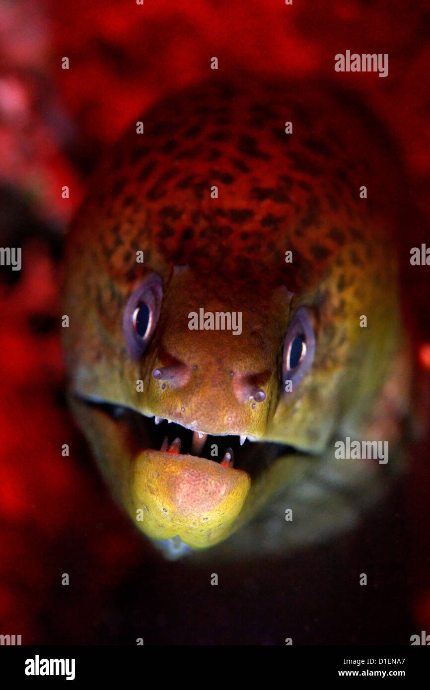 Géant Juveline Moray (Gymnothorax javanicus), Kavieng, New Ireland, Papouasie Nouvelle Guinée, underwater Banque D'Images