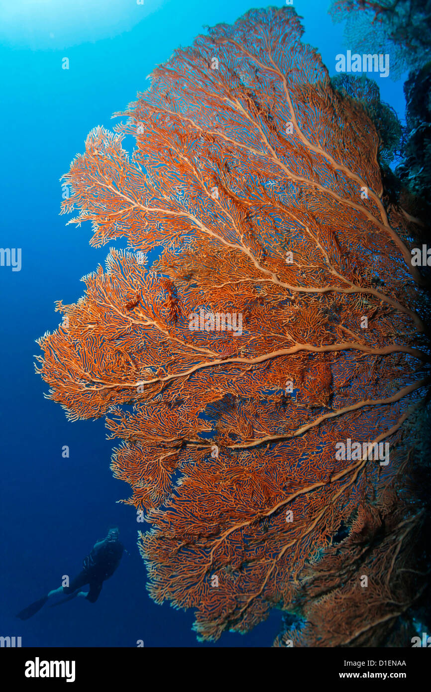 Gorgones énormes d'éventails de mer avec diver en arrière-plan, Kavieng, New Ireland, Papouasie Nouvelle Guinée, underwater Banque D'Images