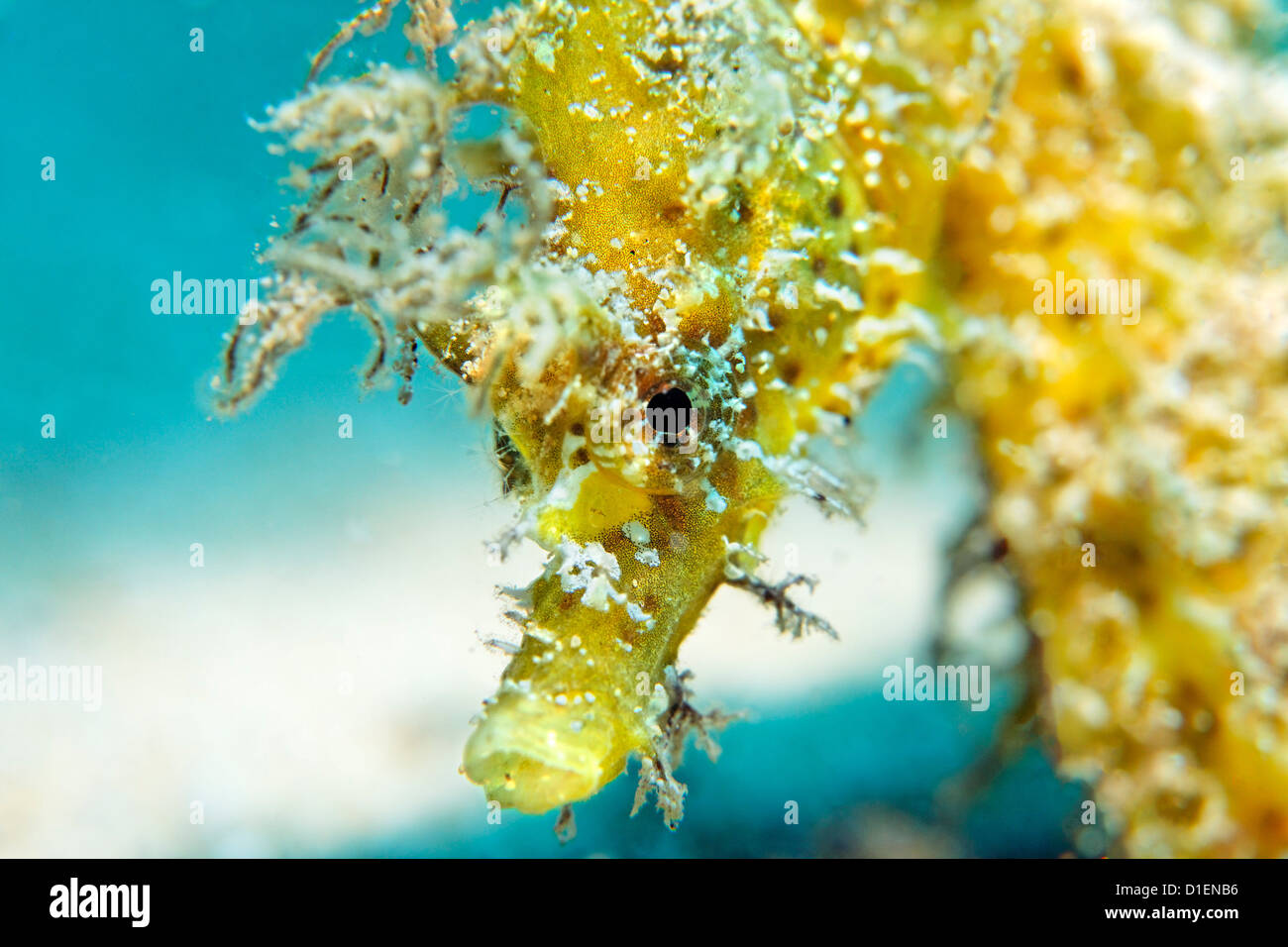 Long-snouted" (Hippocampus guttulatus), Gozo, Mer Méditerranée, Malte, underwater Banque D'Images